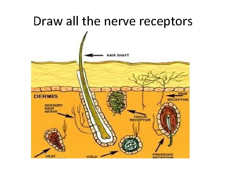 Draw all the nerve receptors 