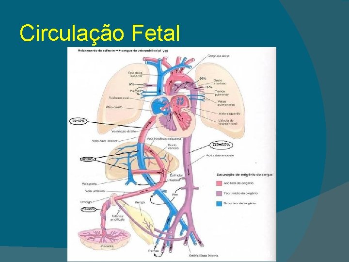 Circulação Fetal Persaud, M. 