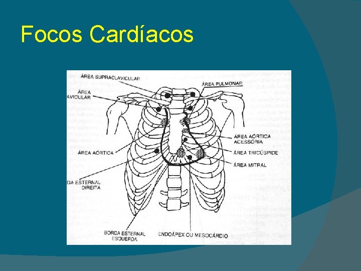 Focos Cardíacos 