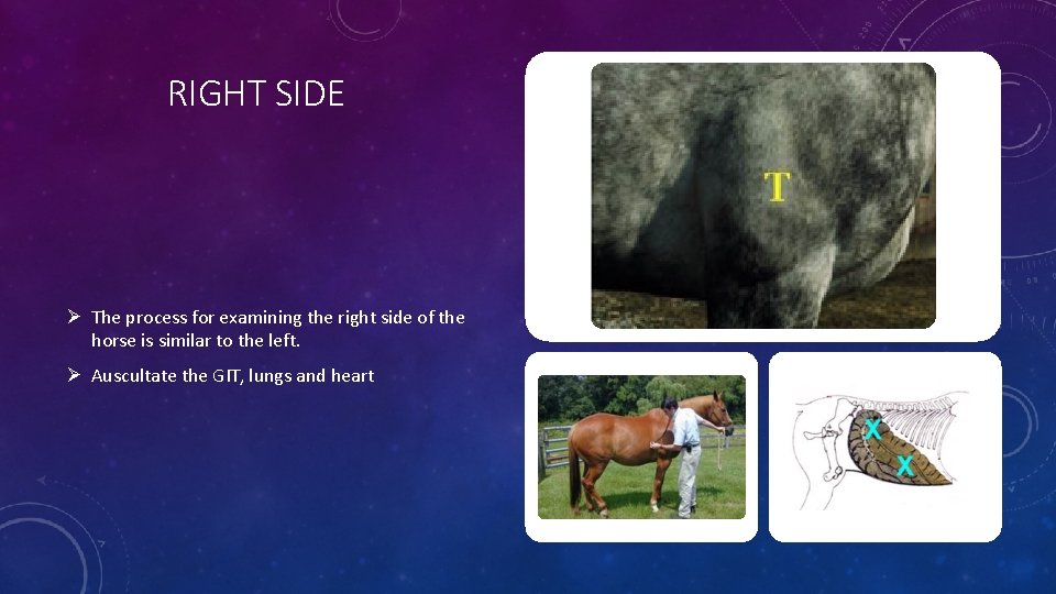 RIGHT SIDE Ø The process for examining the right side of the horse is