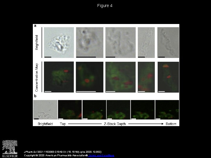 Figure 4 JPharm. Sci 2021 1102093 -2104 DOI: (10. 1016/j. xphs. 2020. 12. 002)