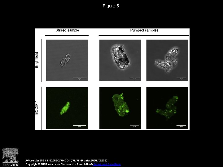 Figure 5 JPharm. Sci 2021 1102093 -2104 DOI: (10. 1016/j. xphs. 2020. 12. 002)