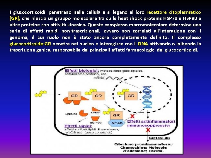 I glucocorticoidi penetrano nella cellula e si legano al loro recettore citoplasmatico (GR), che