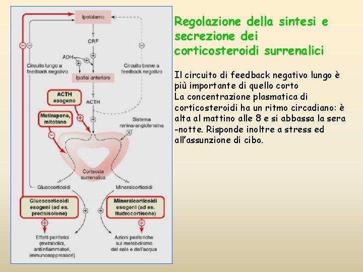 Regolazione della sintesi e secrezione dei corticosteroidi surrenalici Il circuito di feedback negativo lungo