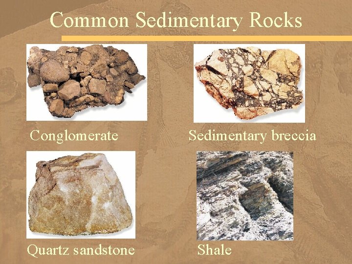 Common Sedimentary Rocks Conglomerate Quartz sandstone Sedimentary breccia Shale 
