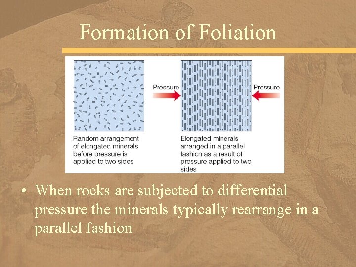 Formation of Foliation • When rocks are subjected to differential pressure the minerals typically