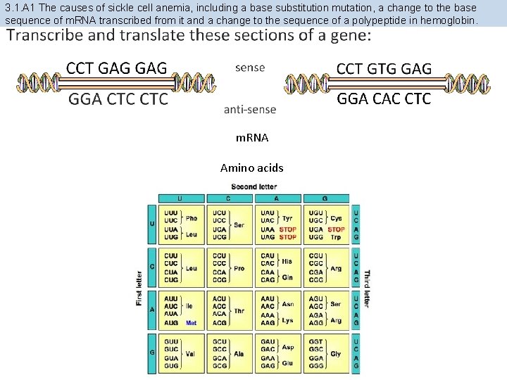 3. 1. A 1 The causes of sickle cell anemia, including a base substitution