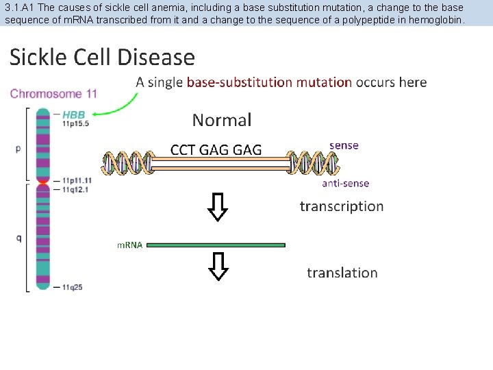 3. 1. A 1 The causes of sickle cell anemia, including a base substitution