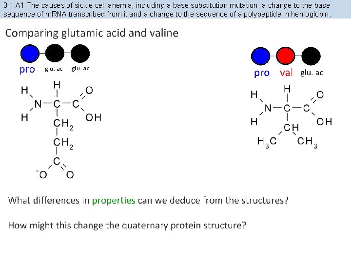 3. 1. A 1 The causes of sickle cell anemia, including a base substitution