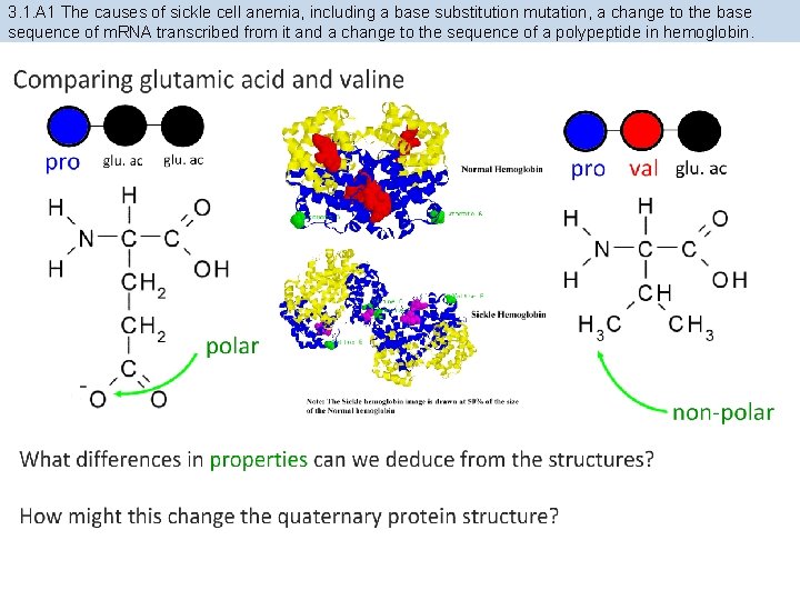 3. 1. A 1 The causes of sickle cell anemia, including a base substitution