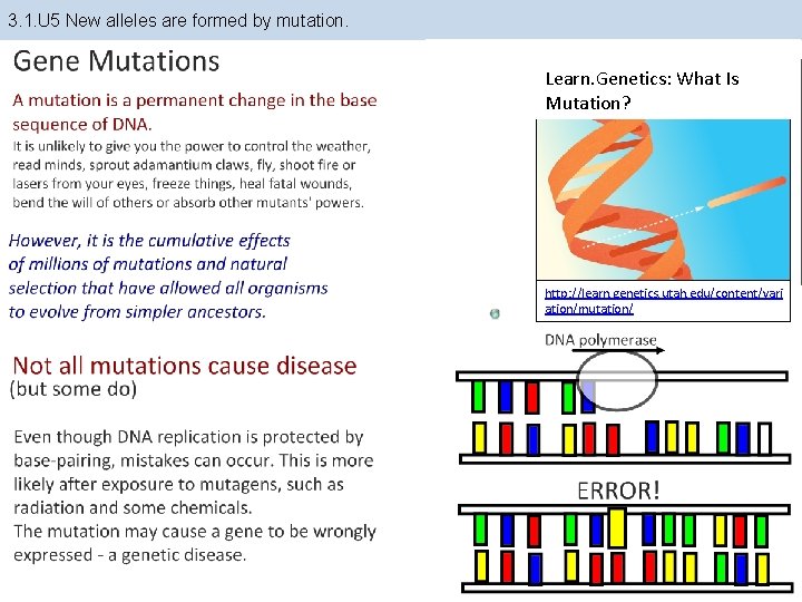 3. 1. U 5 New alleles are formed by mutation. Learn. Genetics: What Is