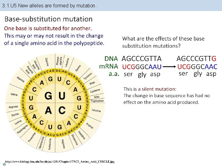 3. 1. U 5 New alleles are formed by mutation. 