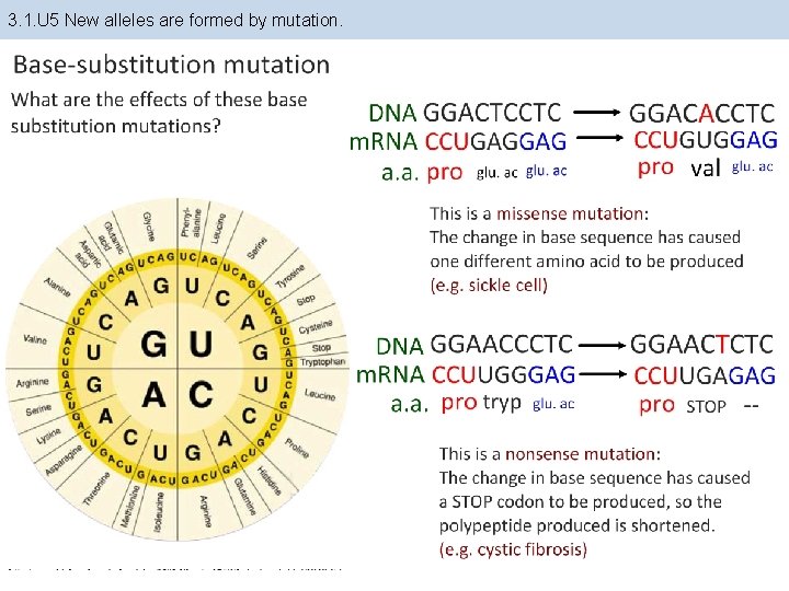 3. 1. U 5 New alleles are formed by mutation. 