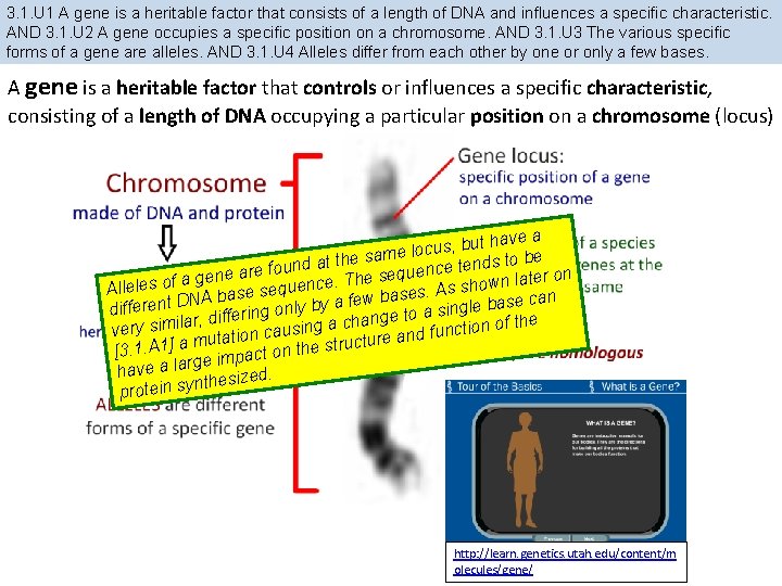 3. 1. U 1 A gene is a heritable factor that consists of a