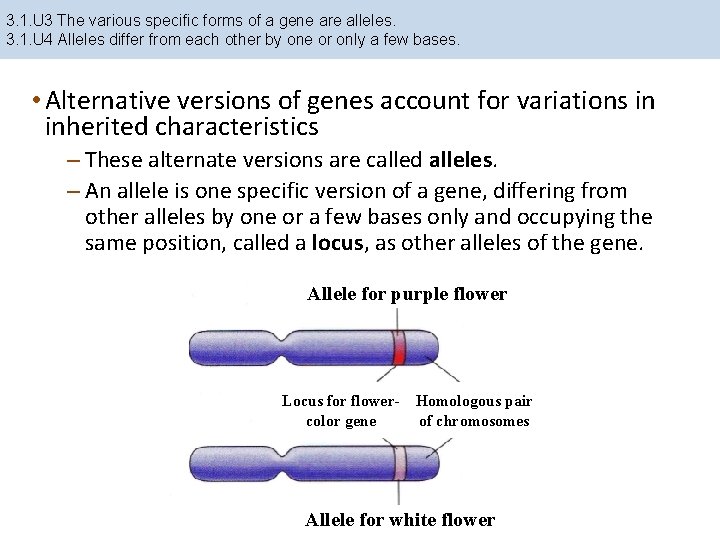 3. 1. U 3 The various specific forms of a gene are alleles. 3.