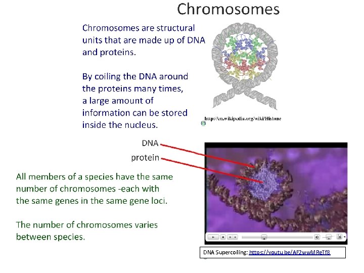 DNA Supercoiling: https: //youtu. be/AF 2 ww. MRe. Tf 8 