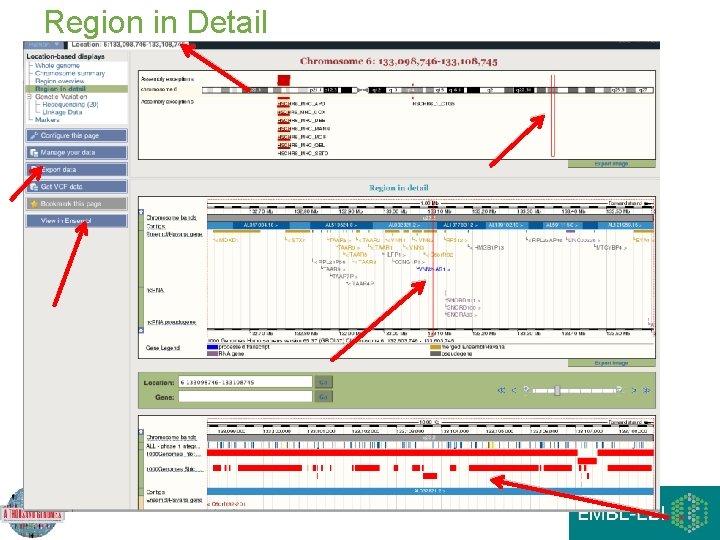 Region in Detail Region in Detail