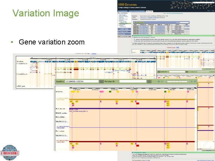 Variation Image • Gene variation zoom Variation Image • Gene variation zoom