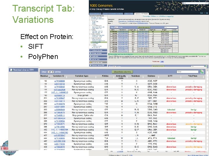 Transcript Tab: Variations Effect on Protein: • SIFT • Poly. Phen Transcript Tab: Variations Effect on Protein: • SIFT • Poly. Phen