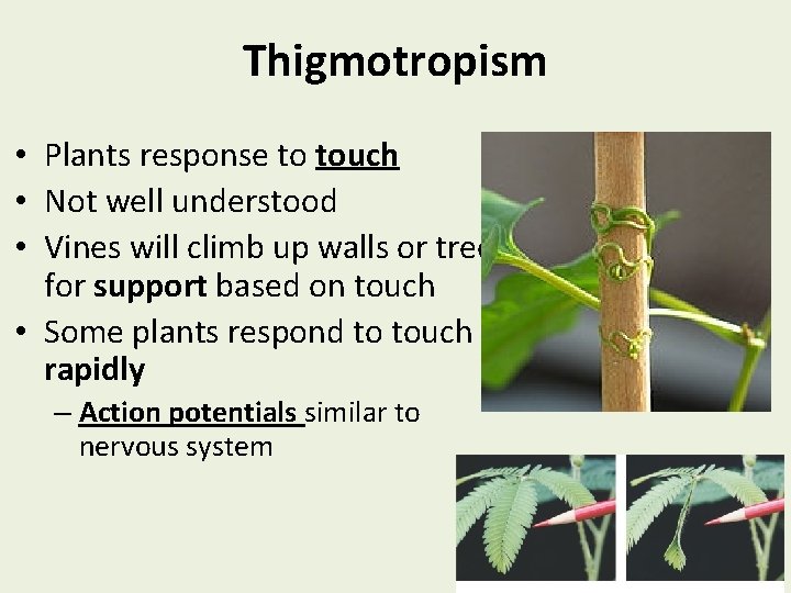 Thigmotropism • Plants response to touch • Not well understood • Vines will climb