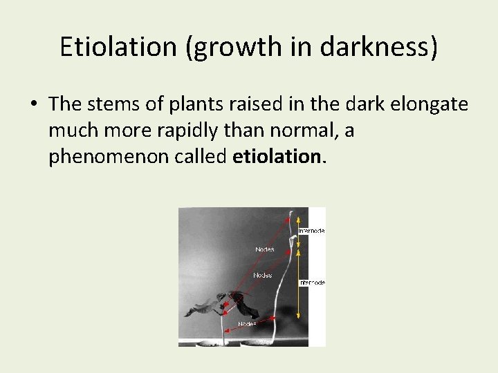 Etiolation (growth in darkness) • The stems of plants raised in the dark elongate