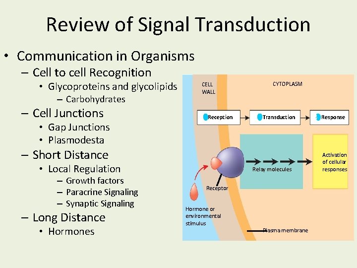 Review of Signal Transduction • Communication in Organisms – Cell to cell Recognition •