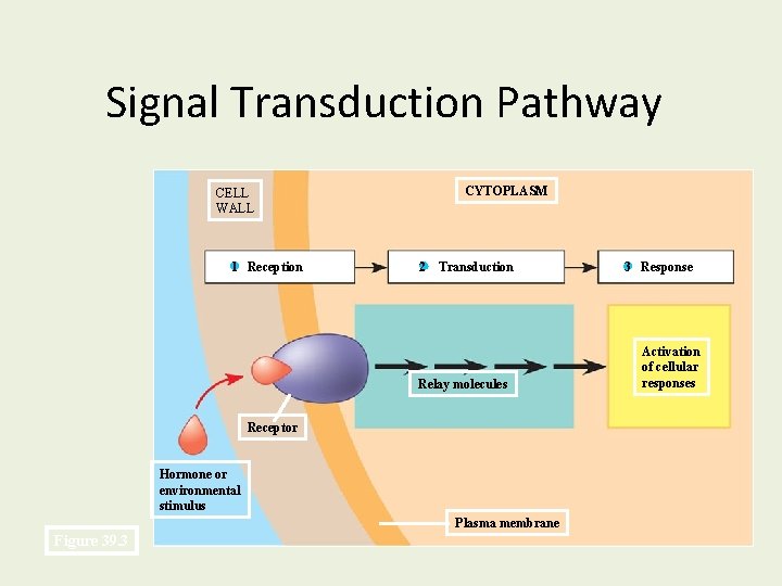 Signal Transduction Pathway CYTOPLASM CELL WALL 1 Reception 2 Transduction Relay molecules Receptor Hormone