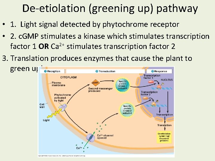 De-etiolation (greening up) pathway • 1. Light signal detected by phytochrome receptor • 2.