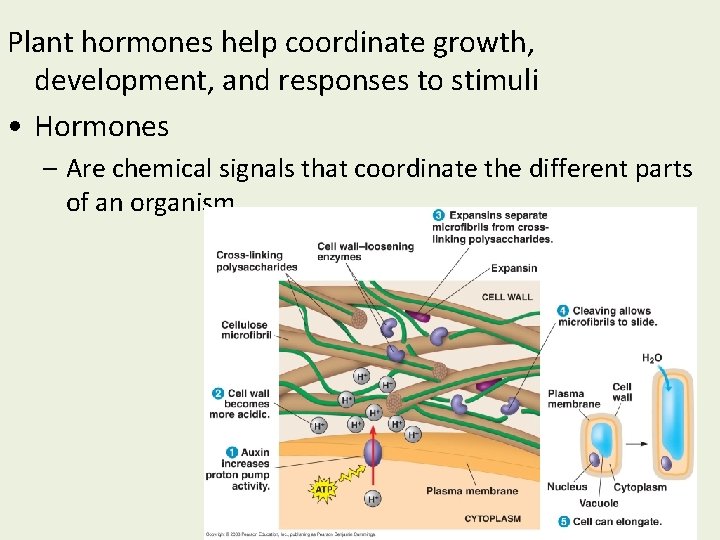 Plant hormones help coordinate growth, development, and responses to stimuli • Hormones – Are