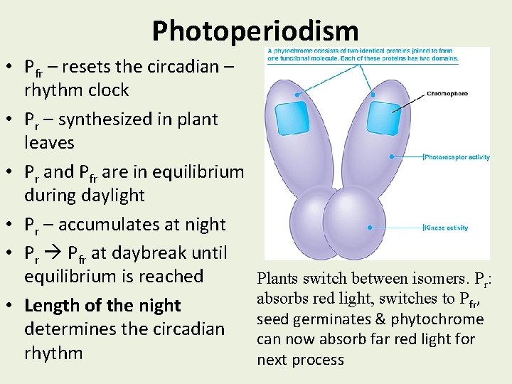 Photoperiodism • Pfr – resets the circadian – rhythm clock • Pr – synthesized