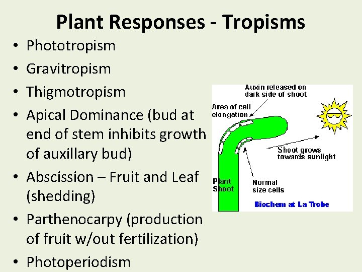 Plant Responses - Tropisms Phototropism Gravitropism Thigmotropism Apical Dominance (bud at end of stem