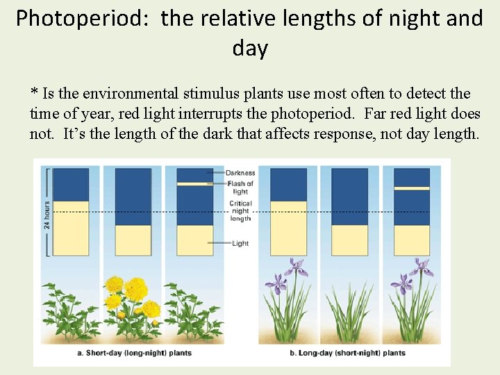 Photoperiod: the relative lengths of night and day * Is the environmental stimulus plants