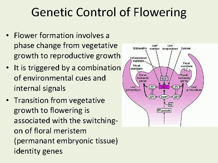 Genetic Control of Flowering • Flower formation involves a phase change from vegetative growth