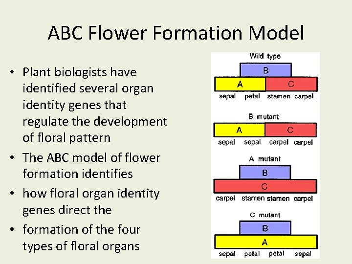 ABC Flower Formation Model • Plant biologists have identified several organ identity genes that