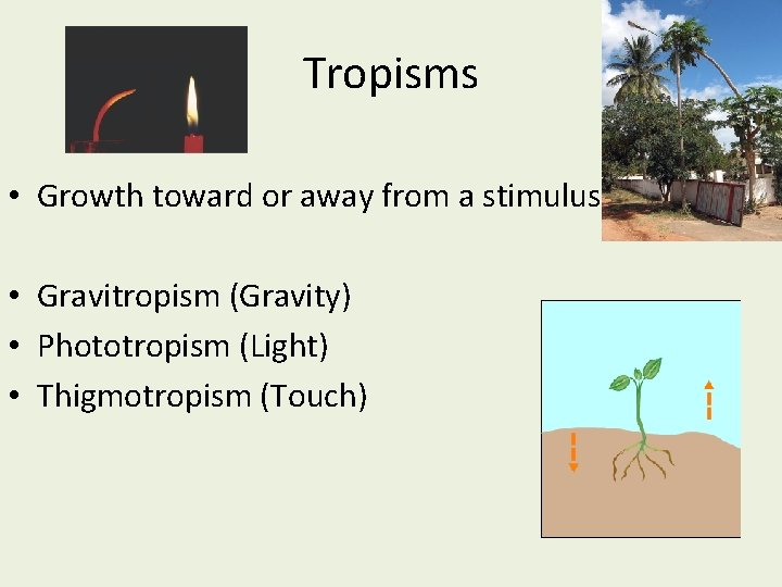 Tropisms • Growth toward or away from a stimulus • Gravitropism (Gravity) • Phototropism