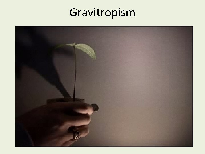 Gravitropism 