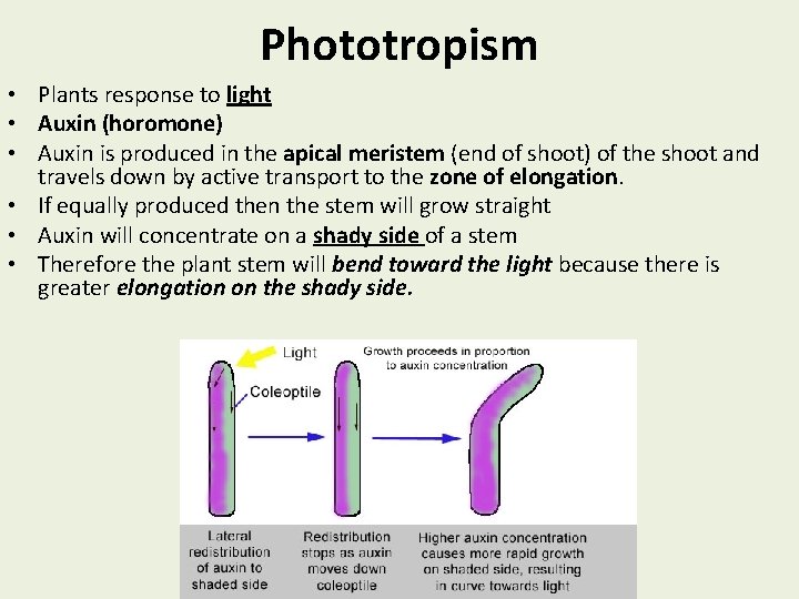 Phototropism • Plants response to light • Auxin (horomone) • Auxin is produced in