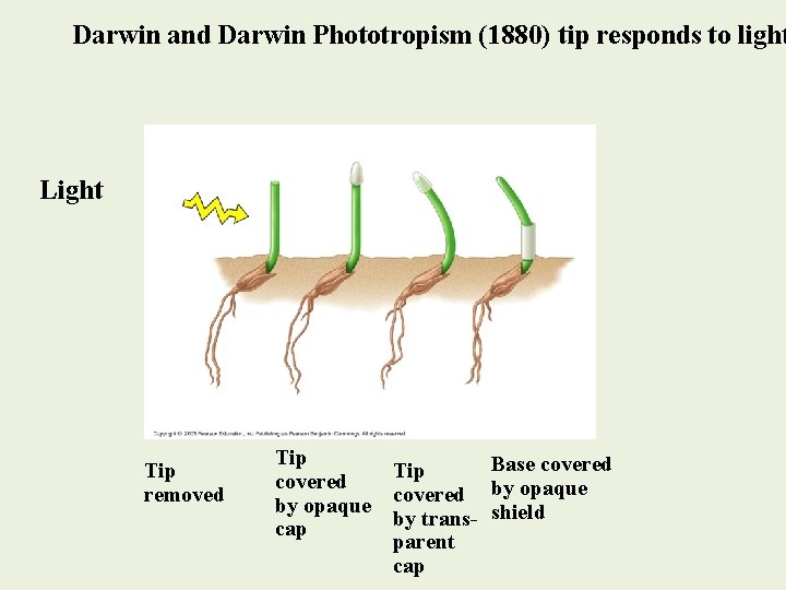 Darwin and Darwin Phototropism (1880) tip responds to light Light Tip removed Tip Base