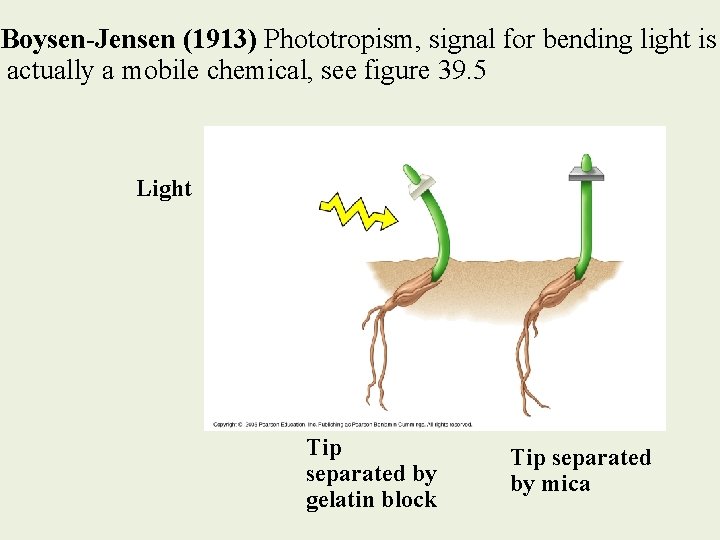 Boysen-Jensen (1913) Phototropism, signal for bending light is actually a mobile chemical, see figure