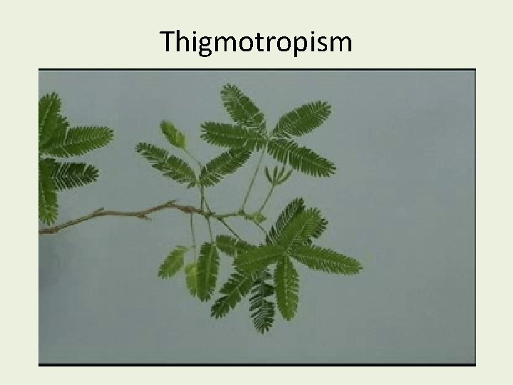 Thigmotropism 