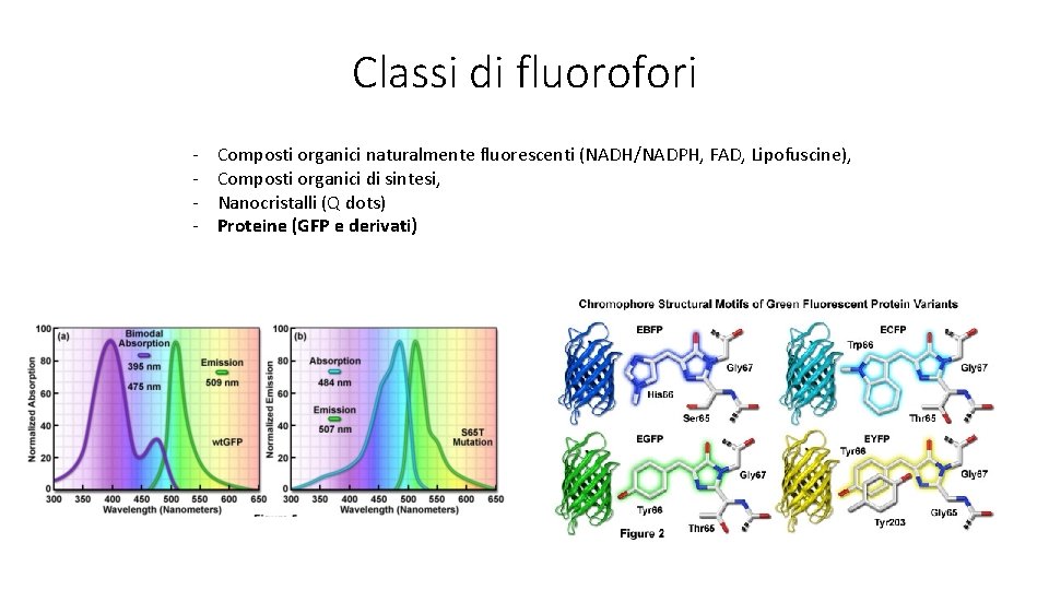 Classi di fluorofori - Composti organici naturalmente fluorescenti (NADH/NADPH, FAD, Lipofuscine), Composti organici di