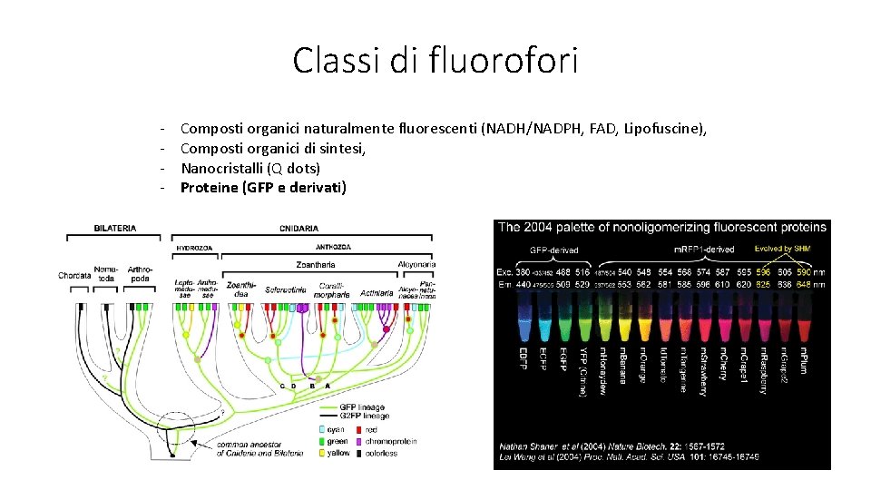 Classi di fluorofori - Composti organici naturalmente fluorescenti (NADH/NADPH, FAD, Lipofuscine), Composti organici di