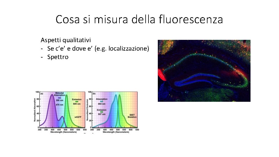 Cosa si misura della fluorescenza Aspetti qualitativi - Se c’e’ e dove e’ (e.