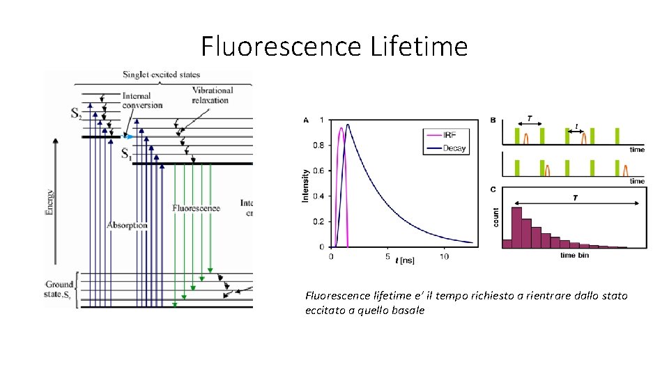 Fluorescence Lifetime Fluorescence lifetime e’ il tempo richiesto a rientrare dallo stato eccitato a