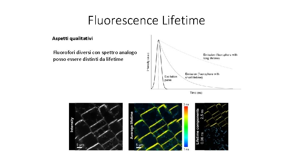 Fluorescence Lifetime Aspetti qualitativi Fluorofori diversi con spettro analogo posso essere distinti da lifetime