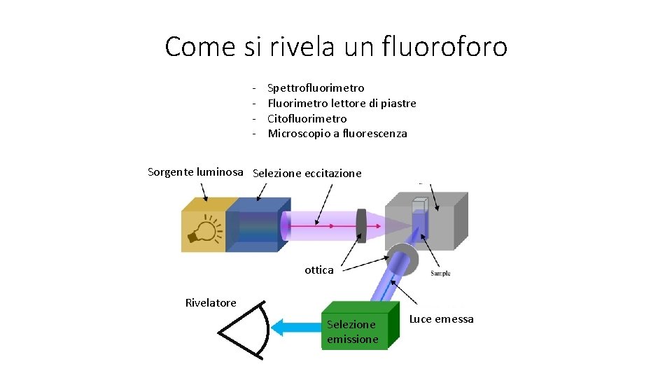 Come si rivela un fluoroforo - Spettrofluorimetro Fluorimetro lettore di piastre Citofluorimetro Microscopio a