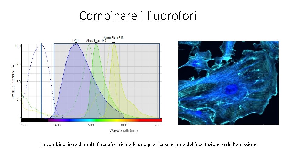 Combinare i fluorofori La combinazione di molti fluorofori richiede una precisa selezione dell’eccitazione e