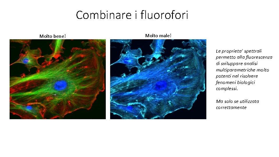 Combinare i fluorofori Molto bene! Molto male! Le proprieta’ spettrali permetto alla fluorescenza di