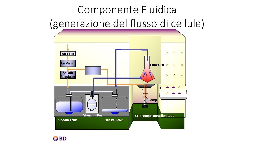 Componente Fluidica (generazione del flusso di cellule) Air Filter Air Pump Flow Cell Sheath