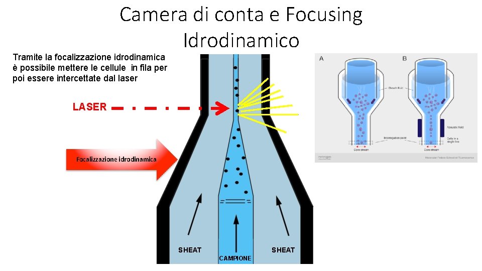 Camera di conta e Focusing Idrodinamico Tramite la focalizzazione idrodinamica è possibile mettere le